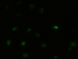 MAPK8 / JNK1 Antibody - Immunofluorescent staining of HeLa cells using anti-MAPK8 mouse monoclonal antibody.