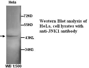 MAPK8 / JNK1 Antibody