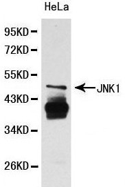 MAPK8 / JNK1 Antibody - Western blot of JNK1 pAb in extracts from Hela cells.
