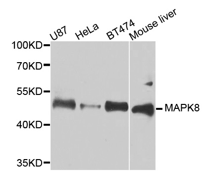 MAPK8 / JNK1 Antibody - Western blot analysis of extracts of various cell lines, using MAPK8 antibody at 1:1000 dilution. The secondary antibody used was an HRP Goat Anti-Rabbit IgG (H+L) at 1:10000 dilution. Lysates were loaded 25ug per lane and 3% nonfat dry milk in TBST was used for blocking. An ECL Kit was used for detection and the exposure time was 30s.