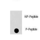 MAPK8 / JNK1 Antibody - Dot blot of anti-MAPK8-pT183 Phospho-specific antibody on nitrocellulose membrane. 50ng of Phospho-peptide or Non Phospho-peptide per dot were adsorbed. Antibody working concentrations are 0.5ug per ml.