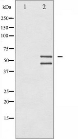 MAPK8 / JNK1 Antibody - Western blot analysis of JNK1/2/3 phosphorylation expression in UV treated 293 whole cells lysates. The lane on the left is treated with the antigen-specific peptide.