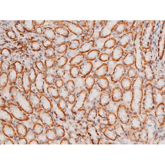 MAPK8 / JNK1 Antibody - 1:200 staining mouse kidney tissue by IHC-P. The tissue was formaldehyde fixed and a heat mediated antigen retrieval step in citrate buffer was performed. The tissue was then blocked and incubated with the antibody for 1.5 hours at 22°C. An HRP conjugated goat anti-rabbit antibody was used as the secondary.