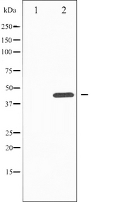 MAPK8 / JNK1 Antibody - Western blot analysis of SAPK/JNK phosphorylation expression in nocodazole treated HepG2 whole cells lysates. The lane on the left is treated with the antigen-specific peptide.