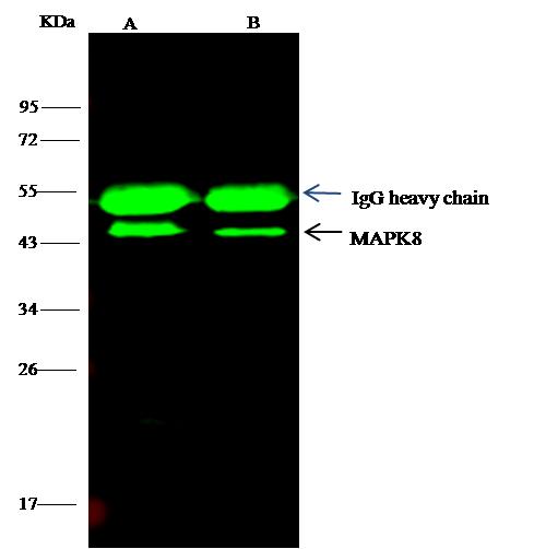 MAPK8 / JNK1 Antibody - MAPK8 was immunoprecipitated using: Lane A: 0.5 mg HepG2 Whole Cell Lysate. Lane B: 0.5 mg K562 Whole Cell Lysate. 4 uL anti-MAPK8 rabbit polyclonal antibody and 15 ul of 50% Protein G agarose. Primary antibody: Anti-MAPK8 rabbit polyclonal antibody, at 1:100 dilution. Secondary antibody: Dylight 800-labeled antibody to rabbit IgG (H+L), at 1:5000 dilution. Developed using the odssey technique. Performed under reducing conditions. Predicted band size: 44 kDa. Observed band size: 44 kDa.