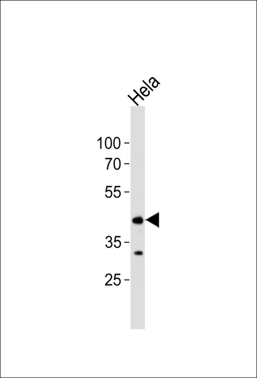 MAPK8 / JNK1 Antibody - Western blot of lysate from HeLa cell line, using JNK1 antibody. Antibody was diluted at 1:1000 at each lane. A goat anti-rabbit IgG H&L (HRP) at 1:5000 dilution was used as the secondary antibody. Lysate at 35ug per lane.