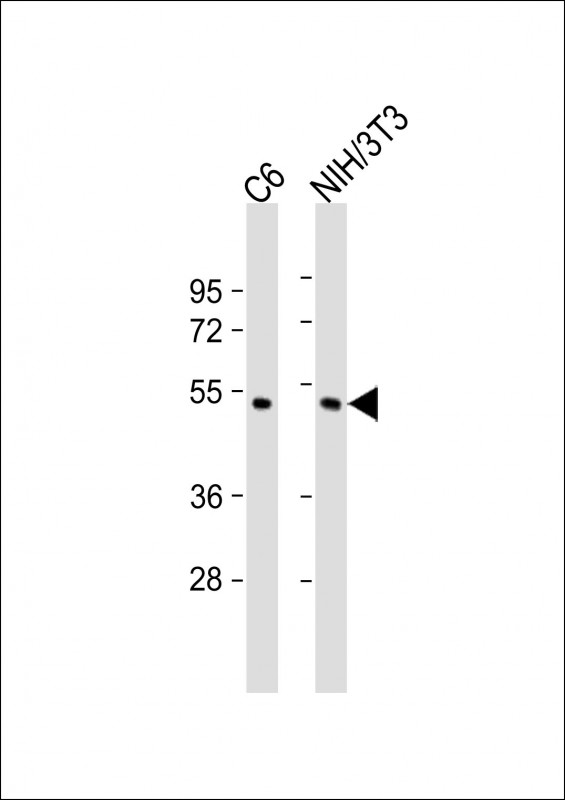 MAPK8 / JNK1 Antibody - All lanes: Anti-JNK/SAPK (Thr183/Tyr185) Antibody at 1:2000 dilution Lane 1: C6 whole cell lysate Lane 2: NIH/3T3 whole cell lysate Lysates/proteins at 20 µg per lane. Secondary Goat Anti-Rabbit IgG, (H+L), Peroxidase conjugated at 1/10000 dilution. Predicted band size: 48 kDa Blocking/Dilution buffer: 5% NFDM/TBST.