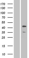 MAPK8 / JNK1 Protein - Western validation with an anti-DDK antibody * L: Control HEK293 lysate R: Over-expression lysate