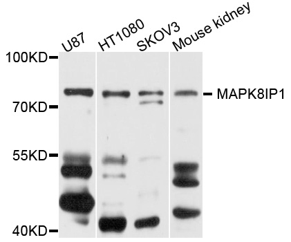 MAPK8IP1 / JIP1 Antibody - Western blot analysis of extract of various cells.