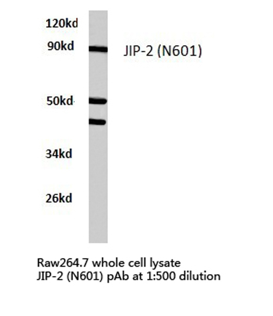 MAPK8IP2 / JIP2 Antibody - Western blot of JIP-2 (N601) pAb in extracts from raw264.7 cells.