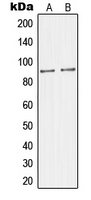 MAPK8IP2 / JIP2 Antibody - Western blot analysis of JIP2 expression in Raw264.7 (A); mouse brain (B) whole cell lysates.