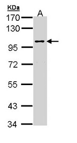 MAPK8IP2 / JIP2 Antibody - Sample (30 ug of whole cell lysate). A: Molt-4. 7.5% SDS PAGE. MAPK8IP2 antibody diluted at 1:1000. 