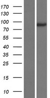 MAPK8IP2 / JIP2 Protein - Western validation with an anti-DDK antibody * L: Control HEK293 lysate R: Over-expression lysate