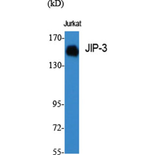 MAPK8IP3 / JIP3 Antibody - Western blot of JIP-3 antibody
