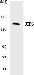 MAPK8IP3 / JIP3 Antibody - Western blot analysis of the lysates from HepG2 cells using JIP3 antibody.