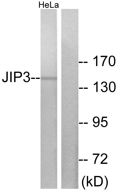 MAPK8IP3 / JIP3 Antibody - Western blot analysis of lysates from HeLa cells, using JIP3 Antibody. The lane on the right is blocked with the synthesized peptide.