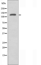 MAPK8IP3 / JIP3 Antibody - Western blot analysis of extracts of HeLa cells using JIP3 antibody.