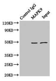 MAPK9 / JNK2 Antibody - Immunoprecipitating MAPK9 in Hela whole cell lysate Lane 1: Rabbit monoclonal IgG (1µg) instead of MAPK9 Antibody in Hela whole cell lysate.For western blotting, a HRP-conjugated anti-rabbit IgG, specific to the non-reduced form of IgG was used as the Secondary antibody (1/50000) Lane 2: MAPK9 Antibody (4µg) + Hela whole cell lysate (500µg) Lane 3: Hela whole cell lysate (20µg)