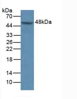 MAPK9 / JNK2 Antibody - Western Blot; Sample: Human A549 Cells.