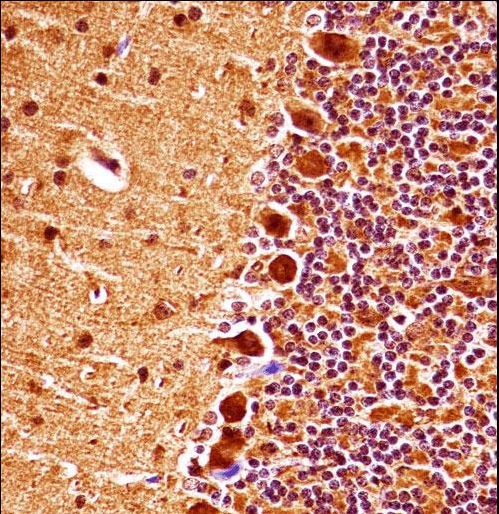 MAPK9 / JNK2 Antibody - Mouse Mapk9 Antibody immunohistochemistry of formalin-fixed and paraffin-embedded mouse cerebellum tissue followed by peroxidase-conjugated secondary antibody and DAB staining.