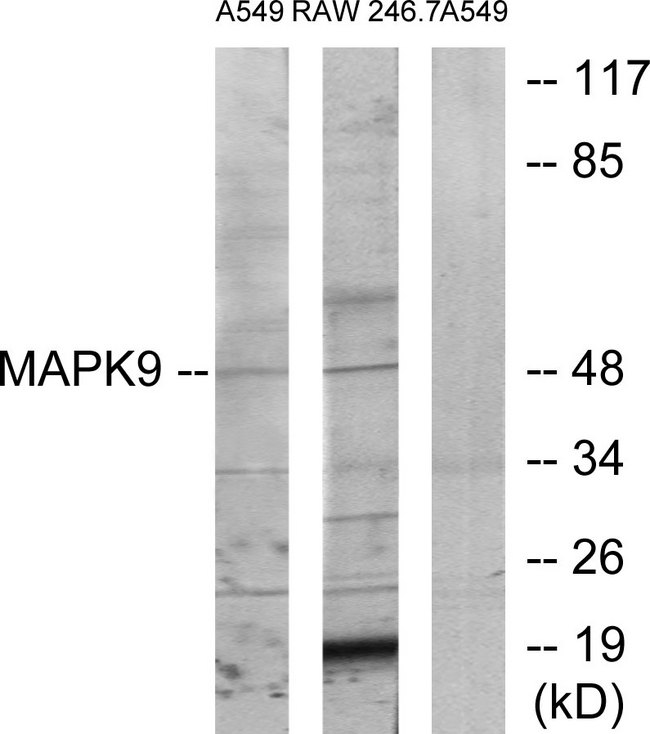MAPK9 / JNK2 Antibody - Western blot analysis of lysates from A549 and RAW264.7 cells, using MAPK9 Antibody. The lane on the right is blocked with the synthesized peptide.
