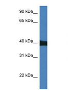 MAPK9 / JNK2 Antibody - MAPK9 / JNK2 antibody Western blot of Mouse Heart lysate. Antibody concentration 1 ug/ml. This image was taken for the unconjugated form of this product. Other forms have not been tested.