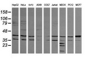 MAPK9 / JNK2 Antibody - Western blot of extracts (35 ug) from 9 different cell lines by using g anti-MAPK9 monoclonal antibody (HepG2: human; HeLa: human; SVT2: mouse; A549: human; COS7: monkey; Jurkat: human; MDCK: canine; PC12: rat; MCF7: human).