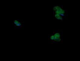 MAPK9 / JNK2 Antibody - Anti-MAPK9 mouse monoclonal antibody immunofluorescent staining of COS7 cells transiently transfected by pCMV6-ENTRY MAPK9.
