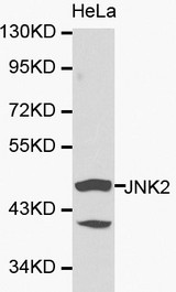 MAPK9 / JNK2 Antibody - Western blot of JNK2 pAb in extracts from Hela cells.