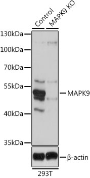 MAPK9 / JNK2 Antibody - Western blot analysis of extracts from normal (control) and MAPK9 knockout (KO) 293T cells, using MAPK9 antibodyat 1:1000 dilution. The secondary antibody used was an HRP Goat Anti-Rabbit IgG (H+L) at 1:10000 dilution. Lysates were loaded 25ug per lane and 3% nonfat dry milk in TBST was used for blocking. An ECL Kit was used for detection and the exposure time was 1s.