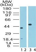 MAPKAP1 / MIP1 Antibody - Western blot ofMip1 in human heart**lysate in the 1) absence and 2) presence of immunizing peptide and in human skeletal muscle**lysate in the 3) absence and 4) presence of immunizing peptide using antibody at 0.5 ug/ml.