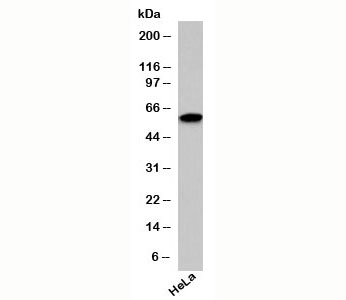 MAPKAP1 / MIP1 Antibody - SIN1 antibody western blot testing with human samples