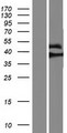 MAPKAP1 / MIP1 Protein - Western validation with an anti-DDK antibody * L: Control HEK293 lysate R: Over-expression lysate