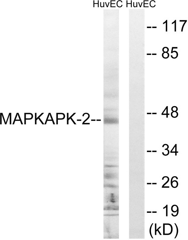 MAPKAPK2 / MAPKAP Kinase 2 Antibody - Western blot analysis of lysates from HUVEC cells, treated with Adriamycin 0.5uM 3h, using MAPKAPK2 Antibody. The lane on the right is blocked with the synthesized peptide.