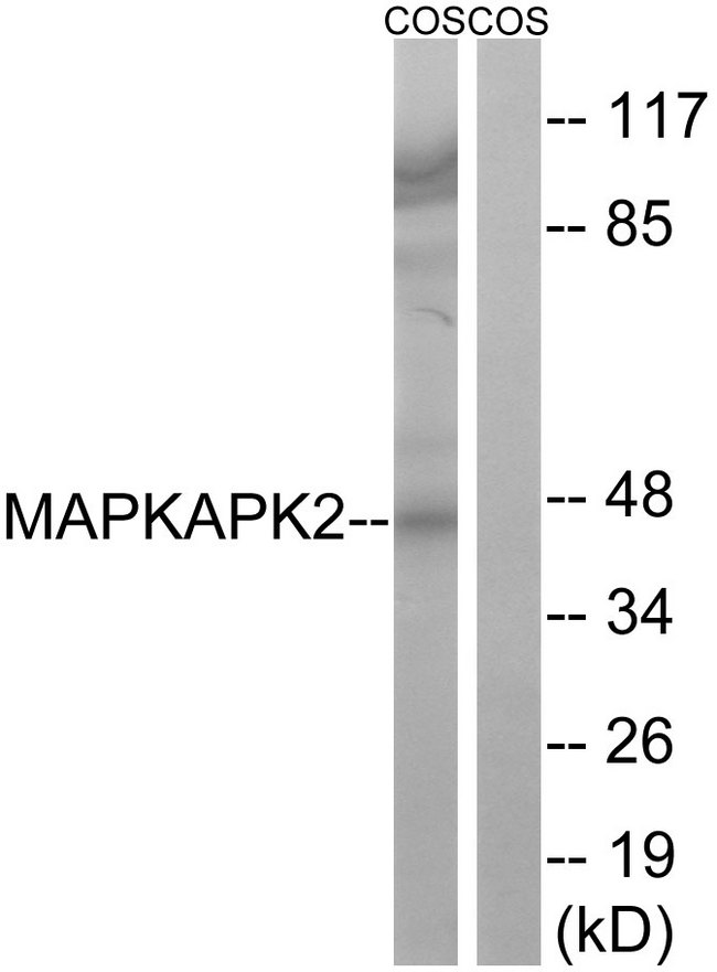 MAPKAPK2 / MAPKAP Kinase 2 Antibody - Western blot analysis of lysates from COS cells, using MAPKAPK2 Antibody. The lane on the right is blocked with the synthesized peptide.