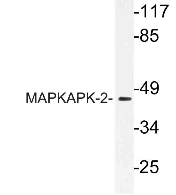MAPKAPK2 / MAPKAP Kinase 2 Antibody - Western blot of MAPKAPK-2 (N266) pAb in extracts from COS cells.