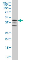 MAPKAPK2 / MAPKAP Kinase 2 Antibody - MAPKAPK2 monoclonal antibody (M01), clone 2B3 Western blot of MAPKAPK2 expression in K-562.
