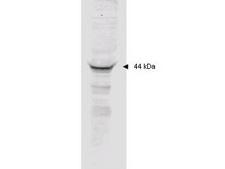 MAPKAPK2 / MAPKAP Kinase 2 Antibody - Anti-MAPKAP Kinase 2 Polyclonal Antibody - Western Blot. Affinity purified anti-MAPKAP Kinase 2 polyclonal antibody detects MK2 in unstimulated human HeLa whole cell lysate by western blot. Polyclonal rabbit-anti-MAPKAP Kinase 2 used at a 1:2000 dilution to detect 20 ug of whole cell lysate containing MK2. This antibody detects a single 44 kD protein as indicated in crude extracts prepared from either unstimulated or TNFa stimulated human HeLa cell lysates. A 4-20% gradient gel was used to separate the protein by SDS-PAGE. The protein was transferred to nitrocellulose using standard methods. After blocking the membrane was probed with the primary antibody for 1 h at room temperature followed by washes and reaction with a 1:5000 dilution of IRDye800 conjugated Gt-a-Rabbit IgG [H&L] (code for 30 min at room temperature. LICORs Odyssey Infrared Imaging System was used to scan and process the image. Other detection systems will yield similar results.