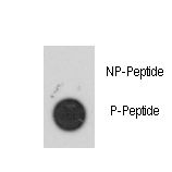 MAPKAPK2 / MAPKAP Kinase 2 Antibody - Dot blot of anti-Phospho-MAPKAPK2-S272 Antibody on nitrocellulose membrane. 50ng of Phospho-peptide or Non Phospho-peptide per dot were adsorbed. Antibody working concentrations are 0.5ug per ml.