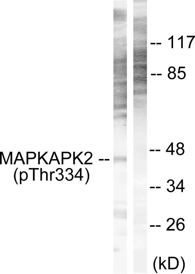 MAPKAPK2 / MAPKAP Kinase 2 Antibody - Western blot analysis of lysates from NIH/3T3 cells, using MAPKAPK2 (Phospho-Thr334) Antibody. The lane on the right is blocked with the phospho peptide.