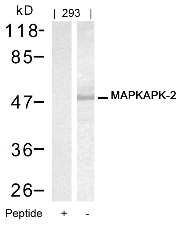 MAPKAPK2 / MAPKAP Kinase 2 Antibody - Western blot of extracts from 293 cells using MAPKAPK-2(Ab-334) antibody and the same antibody preincubated with blocking peptide.