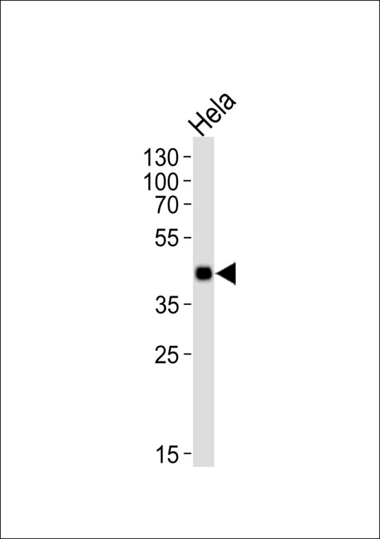 MAPKAPK3 Antibody - Western blot of lysate from HeLa cell line, using Mouse Mapkapk3 Antibody. Antibody was diluted at 1:1000. A goat anti-rabbit IgG H&L (HRP) at 1:10000 dilution was used as the secondary antibody. Lysate at 35ug.