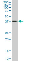 MAPKAPK3 Antibody - MAPKAPK3 monoclonal antibody (M02), clone 2B5. Western blot of MAPKAPK3 expression in NIH/3T3.