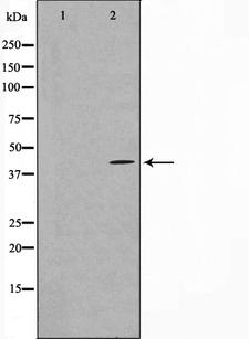 MAPKAPK3 Antibody - Western blot analysis on COLO205 cell lysates using MAPK3 antibody. The lane on the left is treated with the antigen-specific peptide.