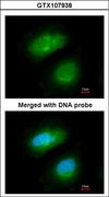 MAPKAPK5 / PRAK Antibody - Immunofluorescence of paraformaldehyde-fixed HeLa using PRAK antibody at 1:200 dilution.