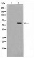 MAPKAPK5 / PRAK Antibody - Western blot of K562 cell lysate using Phospho-MAPKAPK5(Thr182) Antibody