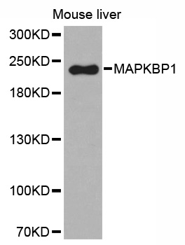 MAPKBP1 Antibody - Western blot analysis of extracts of mouse liver tissue.