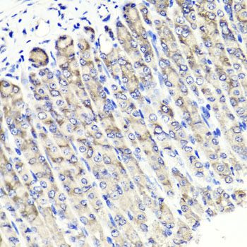 MAPKBP1 Antibody - Immunohistochemistry of paraffin-embedded mouse stomach tissue.