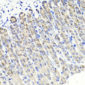 MAPKBP1 Antibody - Immunohistochemistry of paraffin-embedded mouse stomach tissue.
