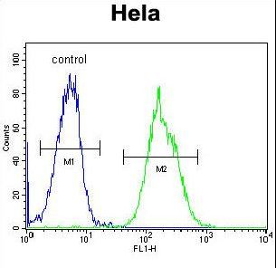MAPRE1 / EB1 Antibody - MAPRE1 Antibody flow cytometry of HeLa cells (right histogram) compared to a negative control cell (left histogram). FITC-conjugated goat-anti-rabbit secondary antibodies were used for the analysis.